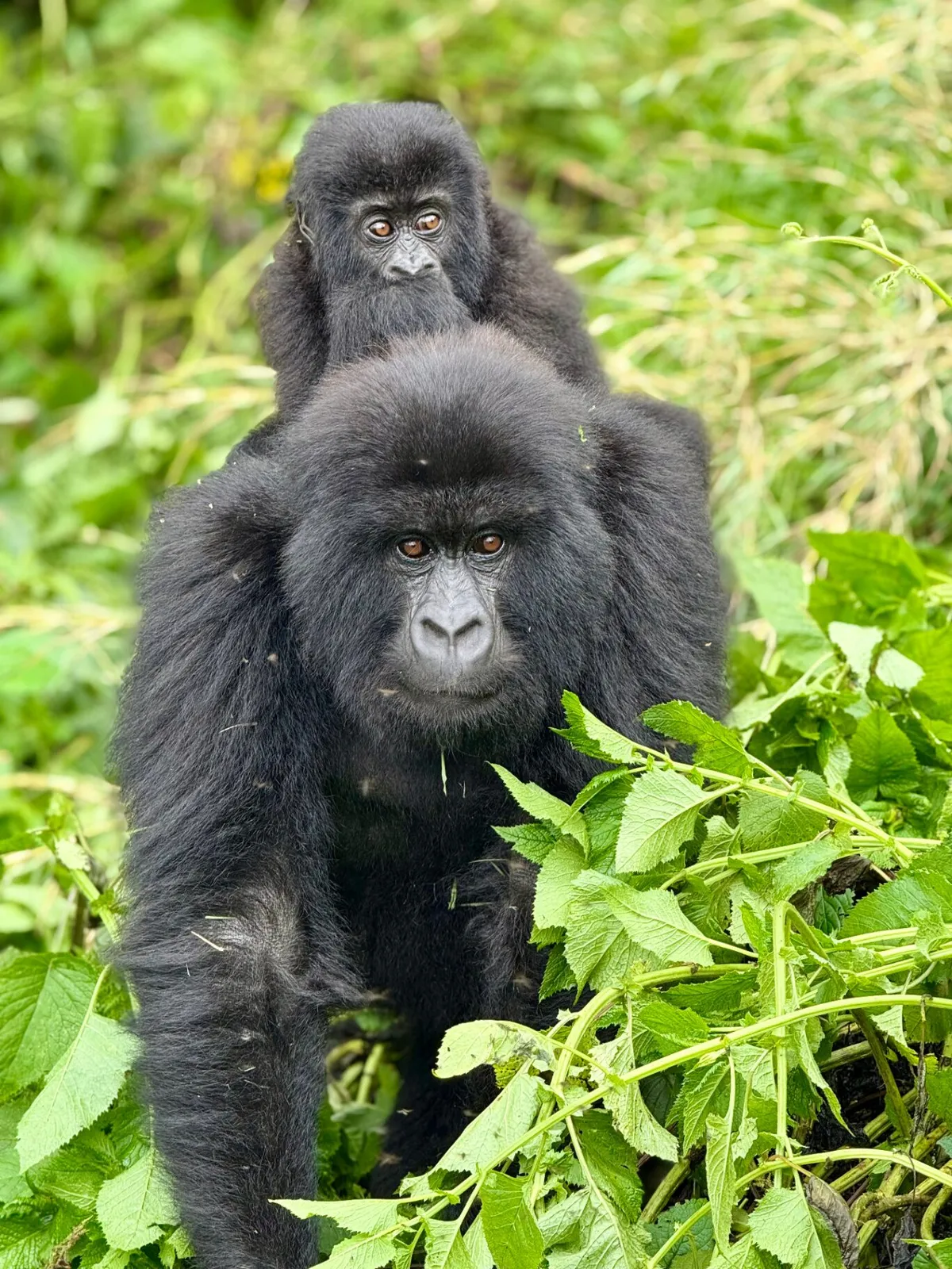 Gorilla Trekking