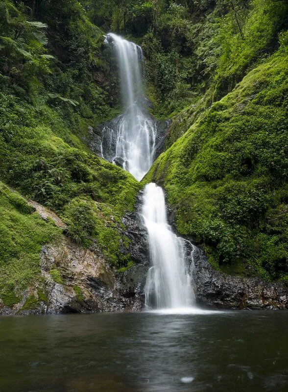 Nyungwe Forest